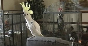 Watch Snowball The Dancing Cockatoo Bust Out 14 Hilarious Dance Moves