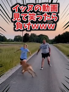 犬かわいい動画で笑ったら負け｜柴犬るんるん・面白ハイライト