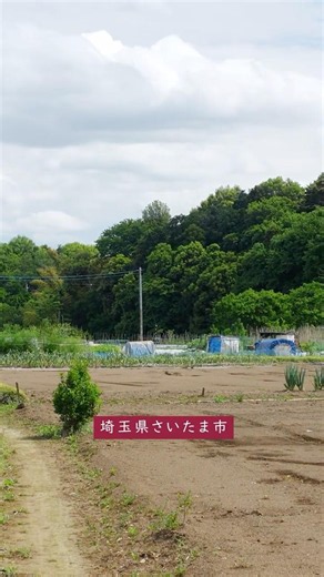 さいたまの隠れた花の楽園 (12)🌸池袋から30分💮「花のある道」に矢車菊とジャーマンアイリス