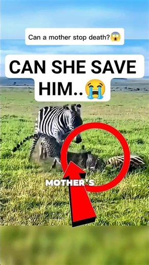 She Fought a Cheetah to Save Her BabyWhat Happened Next Will Break You#animals #animalrescue #shorts