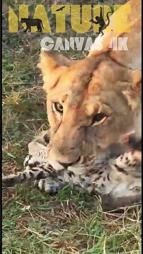 Serval Kitten's Brave Stand vs Massive Lion – Tiny Cat Fearless Showdown!