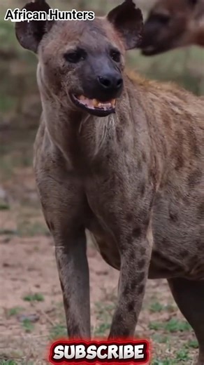 😲Hynea hunting , hunter very foucs 🏹🎯#shorts #animals #hyena #hunter #shortsfeed #wildlife