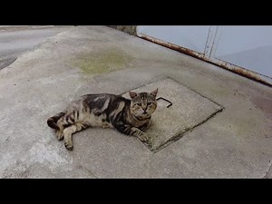 Unbelievable: This Cat is 24 Years Old!