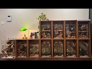 I changed my living room for lizards (Lizard Houses)