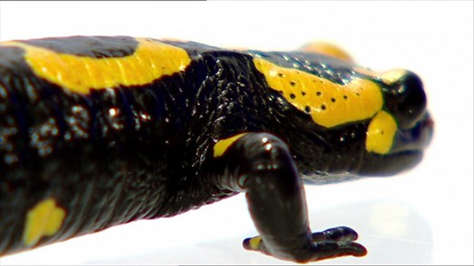 planet schule: Vom Reptil zum Säuger · Das Tier in Dir