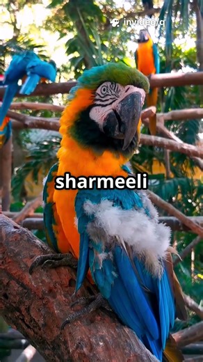 Animals of Australia 4K - Scenic Wildlife Film With Calming Music