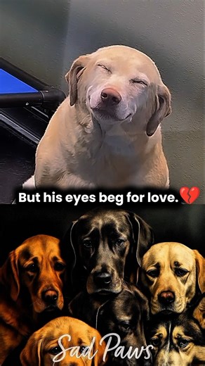 Every Fake Smile,Hides A Thousand Tears🥺💔(Dog Sad Moments)#dogshorts #dog #shorts