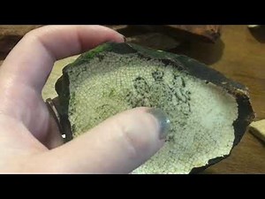 Savannah Georgia Mudlarking