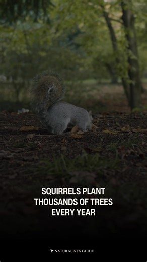 🐿️ Every year, squirrels “accidentally plant” thousands of trees. Squirrels will bury nuts to save them for later but don’t always remember where they hide them. These forgotten nuts will often sprout into trees—helping forests regenerate and expand naturally. | Naturalist's Guide