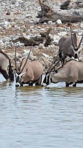 9.3K views · 194 reactions | Bold horns reflected in the calm water,classic Oryx scene. #namibia #etosha #oryx #safari #travel #wildlife #traveller #visitnamibia #africansafari #explore #wildlifephotography #madbookings | Nwrnamibia | Facebook