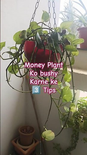 Make Your Money Plant SUPER Bushy #वायरल #moneyplant #plantgrowth