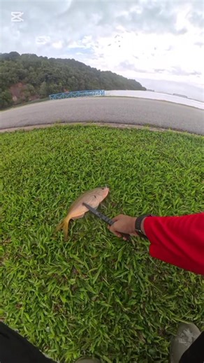 Fishing for Yellowtail: Tips for Success with 2lb Line