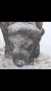A wider view of our old friend the ice bison. Yellowstone National Park #snow #winterseason #animals #wildlife #outdoors | Michael Hodges, Author