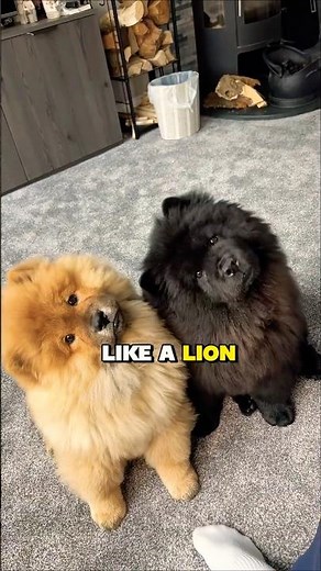 This Ancient Dog Breed Will SHOCK You