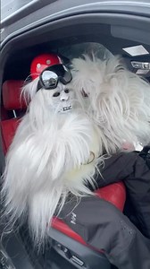 ‪@toyotausa‬ is giving free rides to all #RockstarEnergyOpen athletes + VIPs, including Mr. Yeti! 🚙💨