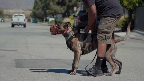 Living with Guard Dogs: Secrets Revealed