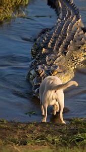 25K views · 63 reactions | Dog Attacked While Drinking from a Pond — Caught on Camera ! This video was produced by Network Media and Blue-X Studio | Simulated Reality | Facebook