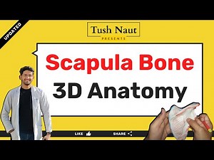 Scapula anatomy - 3D - Easy handwritten notes
