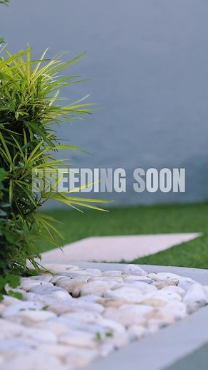 Breeding Soon… 🔥🔥🔥 #bigbossbulllyph #homeofxlbully #xlamericanbully #merlepower #spike #trimerle #lilactri | Big Boss Bully Ph