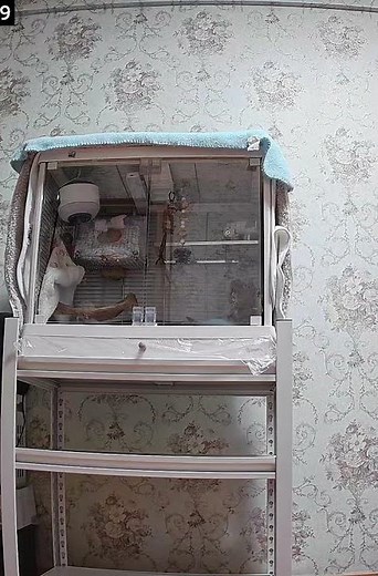 Playful parrot jingles its rattle toy inside cage in Liaoning, China