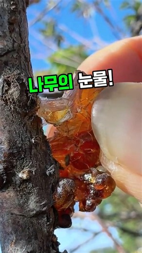 복숭아나무진액 #천연콜라겐 #피부관리 #항산화 #도교 #약초 #자연식품 #웰빙 #건강디저트 #도교푸딩