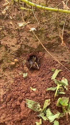 How to catching massive crickets in deep hole using militaries ants | Nouhoun Aya