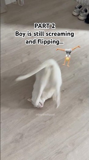 My cat won't stop yelling until I watch him flip! #funnycat #frontflip #acrobatics #viralcat