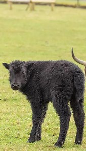 Get to know our yak family 🐮 | Whipsnade Zoo