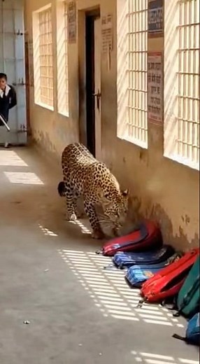 Villagers Ready With a Net… Leopard Ready With Drama! 😭🦁 #animals #viral
