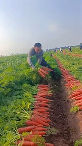 #GreenFialdsHub #FarmingLife #AgricultureVibes #FarmersOfFacebook #HardWorkPaysOff #ReelltFeellt | GreenFields Hub