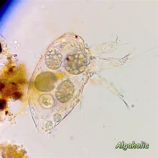 What are inside a nauplius larva? Speed 3x #unknown #nauplius #microscope #crustacean #zooplankton