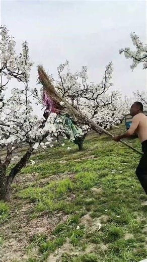 Smart Farmer Hand-Pollinates Pear Blossoms Using a Brush Dipped in Pollen !