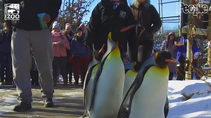 When It’s Cold Enough For The Penguins To Be Outside, The Cincinnati Zoo Welcomes Them Out With A Parade!