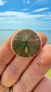 The tiniest live sand dollar I’ve ever found, and this one stole the show with its wiggly tube feet. Did you know they’re living creatures under that shell?! Nature is simply the best! 🌊💫 | Lawren Bagley