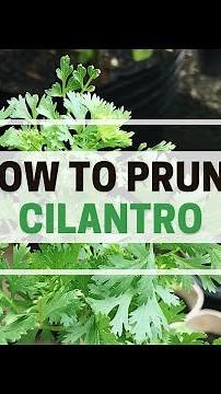 How to Prune Cilantro (Wansoy / Coriander)