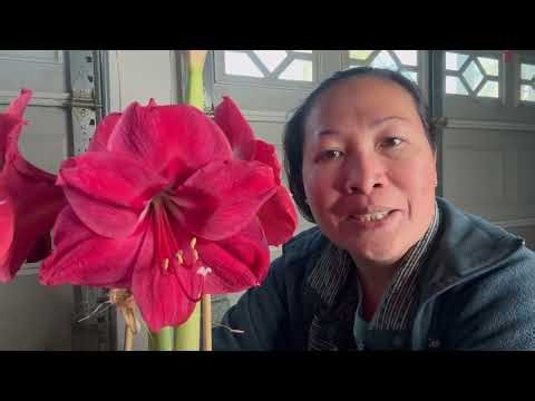 How to Hybridize Amaryllis| Amaryllis Care Tips