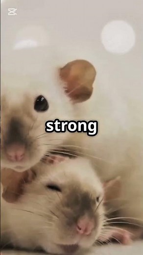 5 Surprising Facts About Rats! 🐭✨