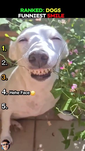 RANKED: DOGS FUNNIEST SMILE #funniestdogsmile #funnydogs #dogreactions