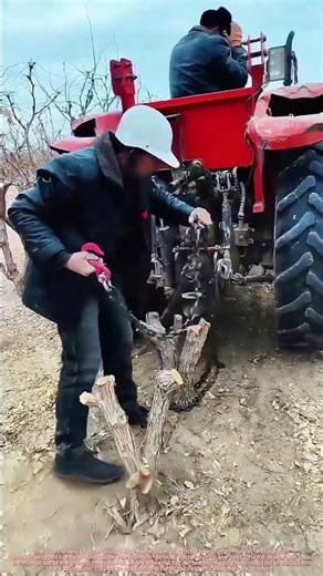 Tractor + Chain Yanks Jujube Tree Stumps Out Roots and All !​