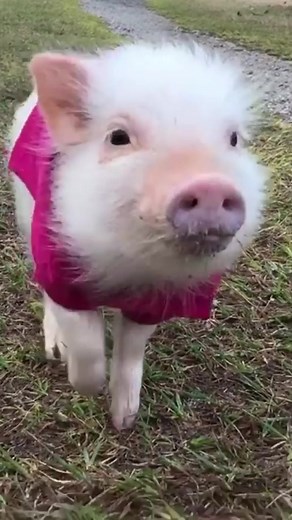 TikTok - Make Your Day