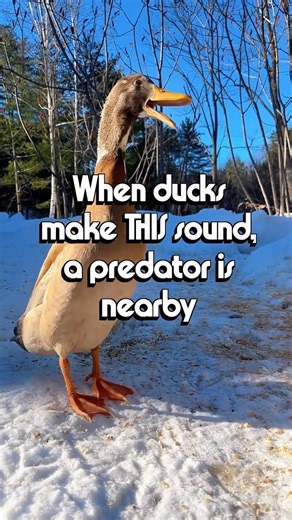 The alarm call is typically a series of rapid, sharp, staccato quacks or chirps,