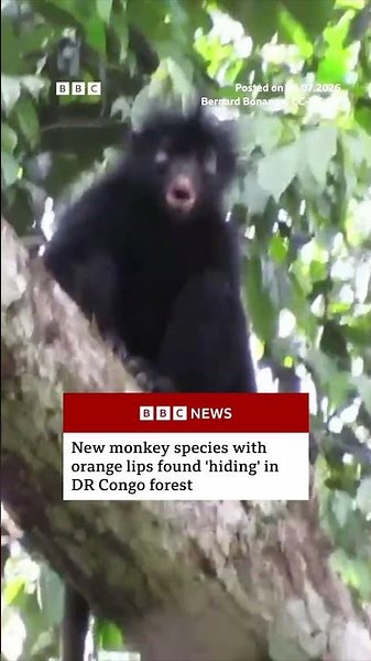 New monkey species with orange lips found ‘hiding’ in DR Congo forest. #BBCNews
