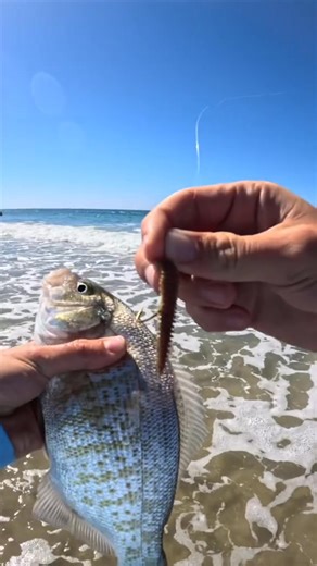 Catch and Cook! Surf Perch Crunch Wraps! #catchandcook #surfperch #surffishing #fishing #fyp #fypシ゚viral #fishinglife #saltwaterfishing @Epidemic Sound | Catchingcyle.