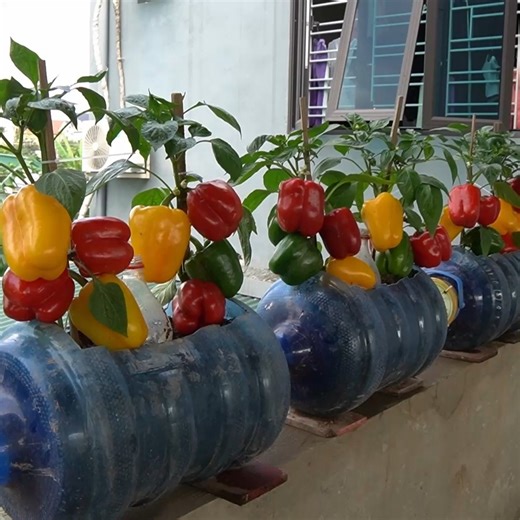 Instructions for Growing Bell Peppers at Home – Small Rooftops Still Have a Green Vegetable Garden | H&H Gardening Tips