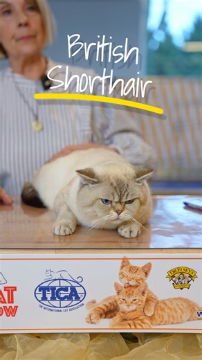 📢 New Masterclass: The Colorpoint British Shorthair! 🐱✨ Ever wondered what colorpoint means in cats? Or why some British Shorthairs have those striking blue eyes and shaded coats? In this exclusive Masterclass, TICA Judge Pamela breaks it all down—covering the unique beauty of the Colorpoint British Shorthair! Whether you’re a breeder, a cat show enthusiast, or just a feline lover, this video will teach you something new! Don’t miss it! 💬 Have you ever seen a colorpoint cat? Can you name anot