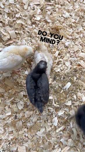 Our chick is trying to dust bathe but keeps getting interrupted!😂🐥
