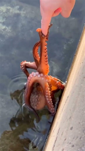 An octopus hiding among the rocks clung to his hand