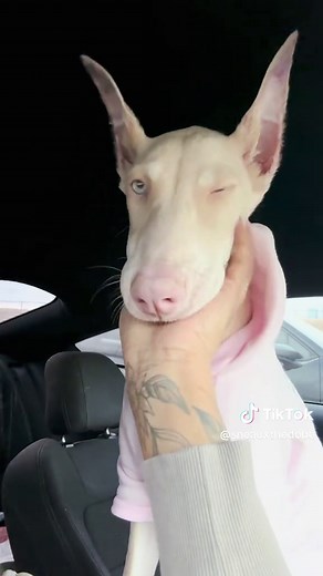 Adorable Doberman Puppy Moments 🐾💕