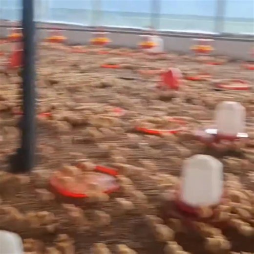 Free training online classes next week with a vet doctor in interested please comment under this post #everyoneシ゚ #america #army #Free | Living Agriculture Esene Matthew