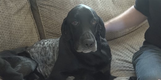 Family dog loses lung after contracting fungus from digging in dirt